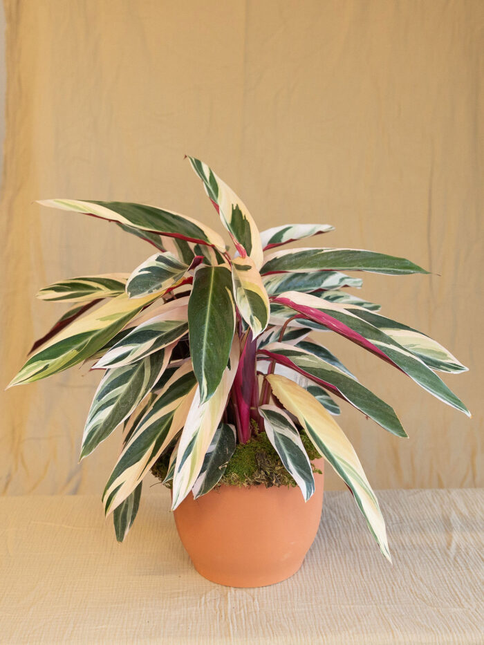 Desk Plant